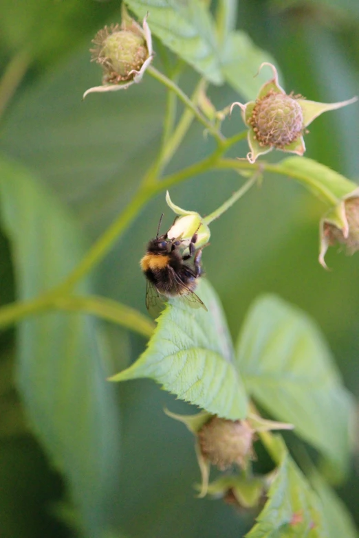 the bum is on the green leaf with a blurry background