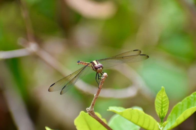 a dragon flys over the green leafy area