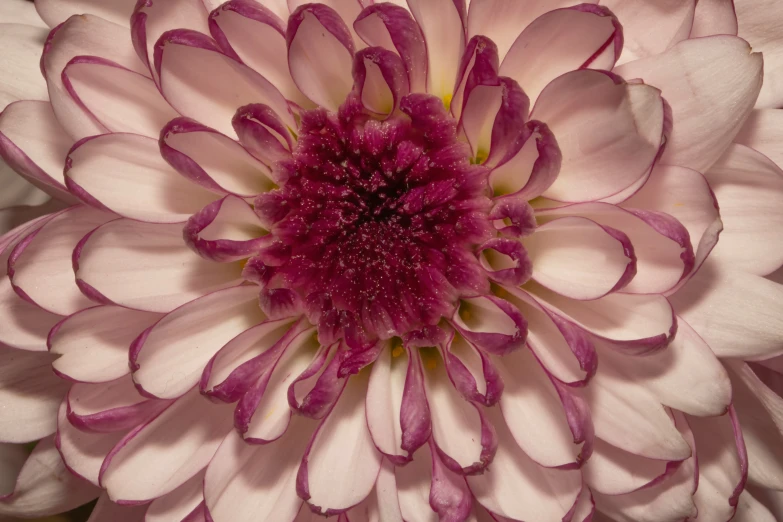 pink and white flowers, with light pink petals