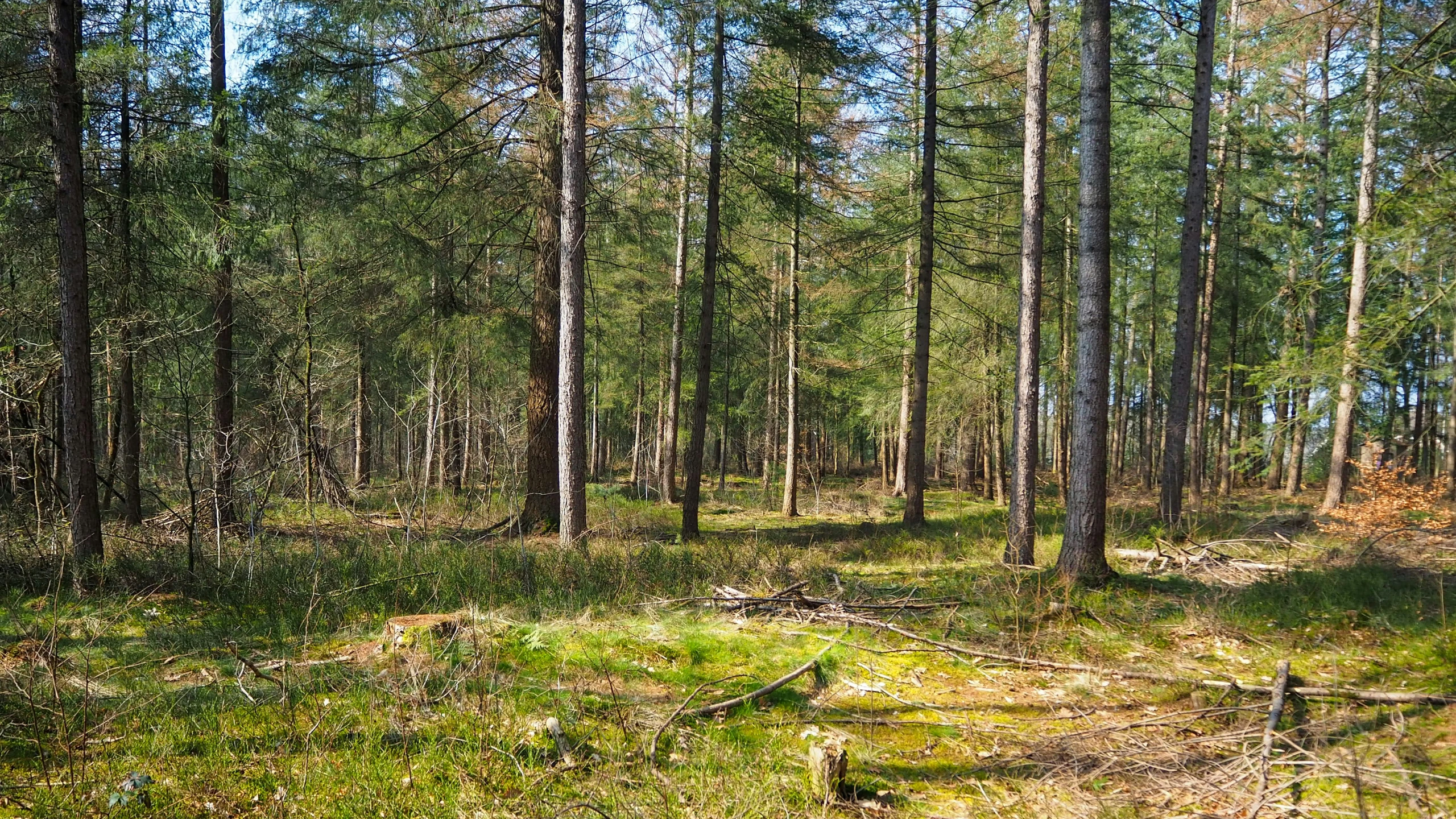 a road that goes through a forest