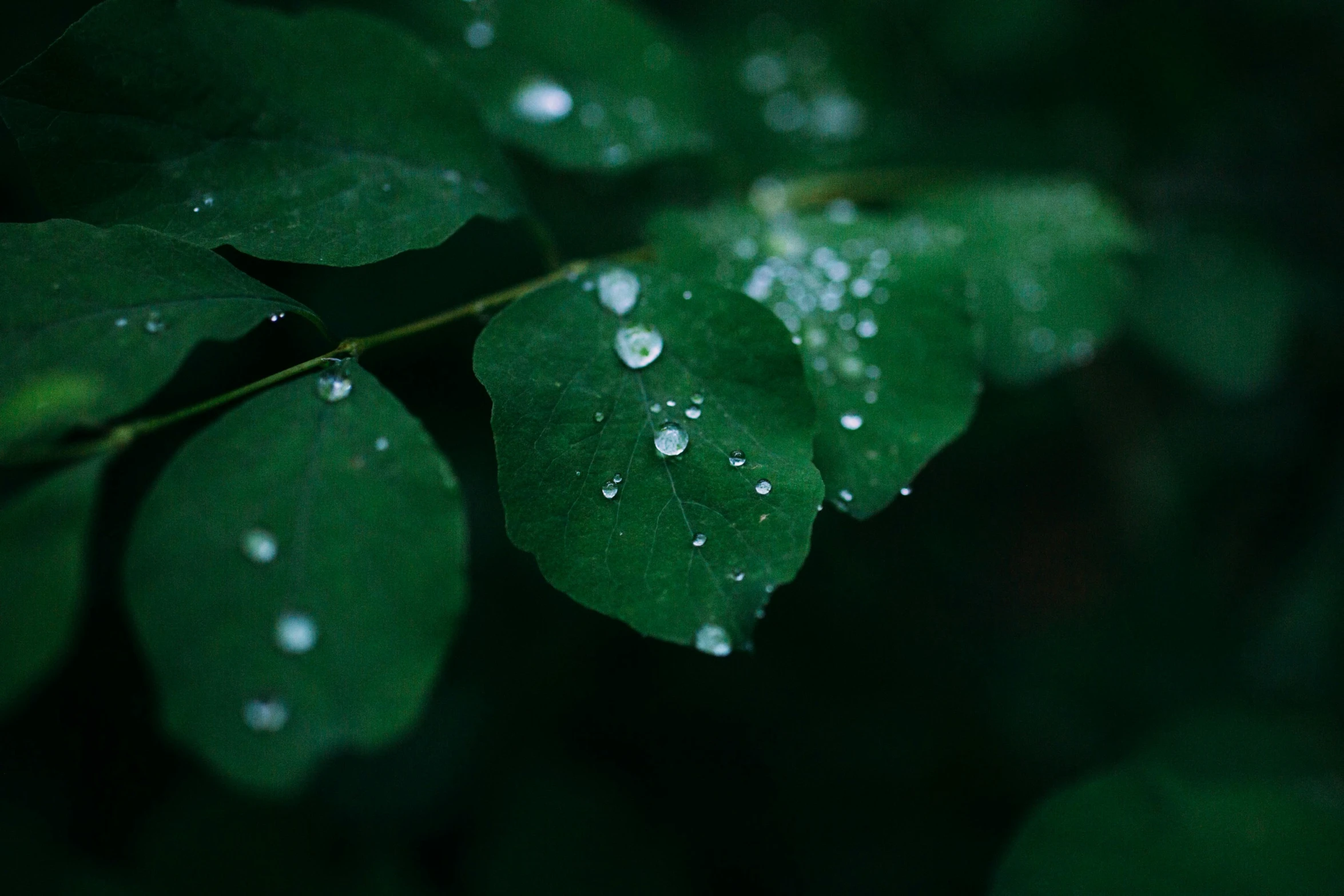 some water droplets on green leaves with dark background