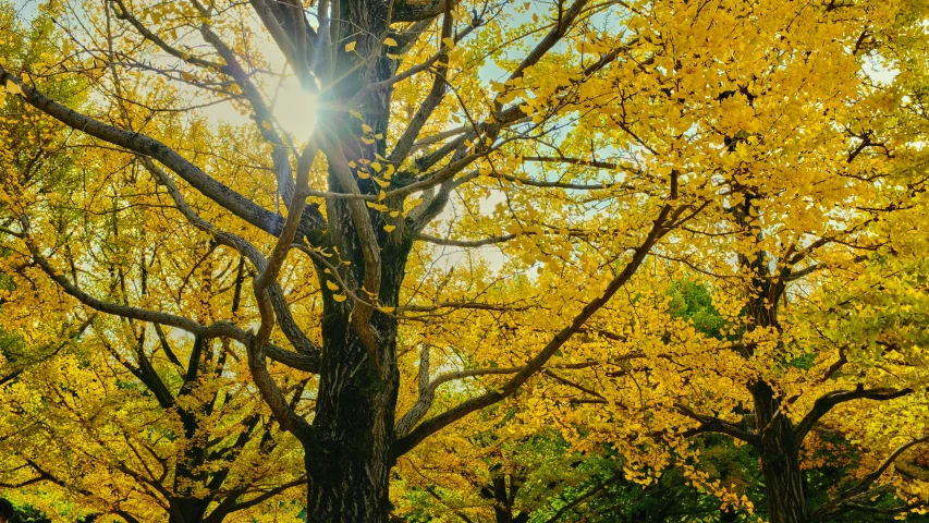 a yellow tree with leaves covering it and the sun shining through