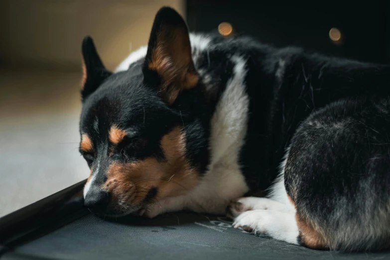 a dog that is laying on a mat