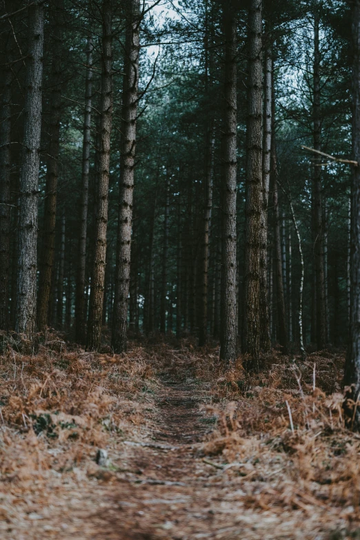 the view of a forest with tall trees on either side