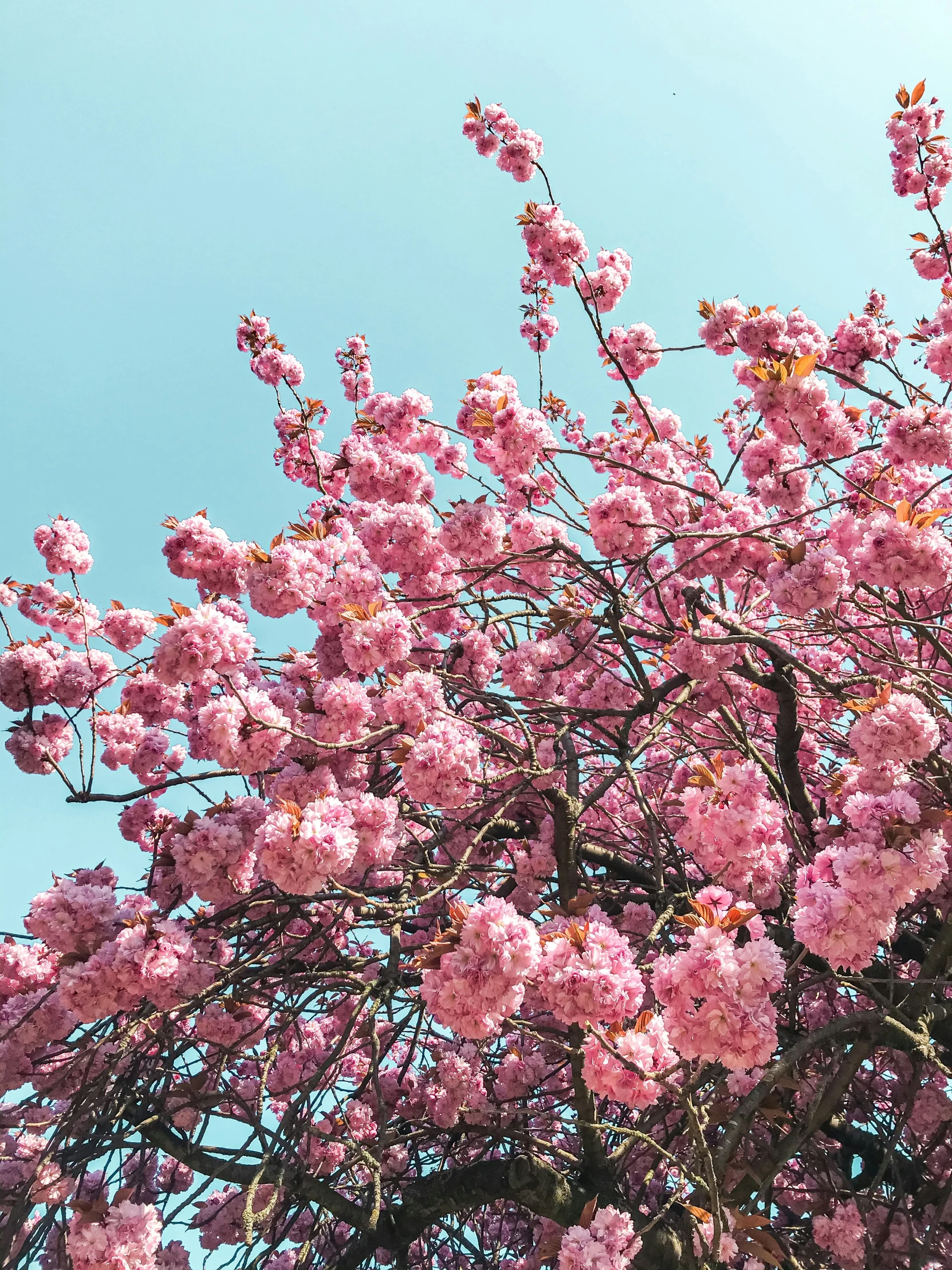 pink flowers blooming on the top of a tree