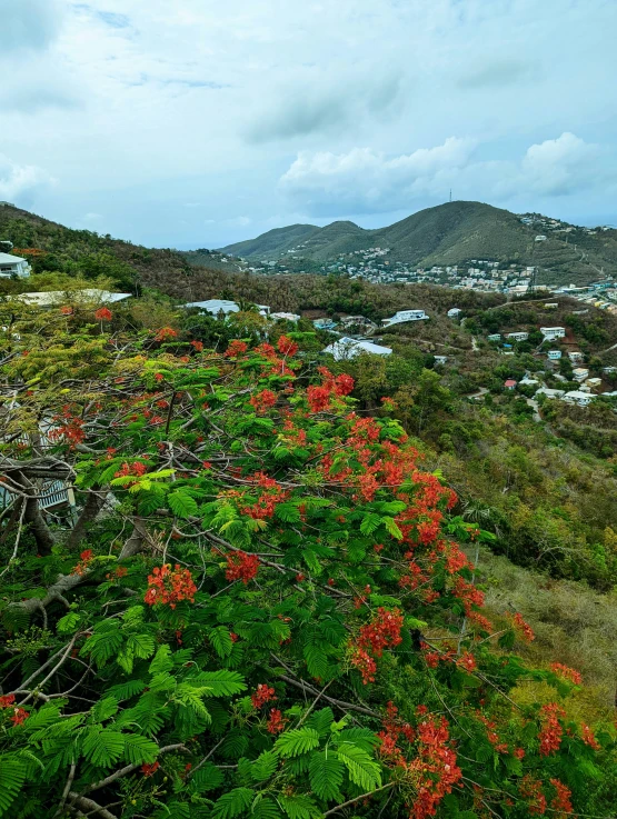 a view of a small town, trees, buildings and flowers