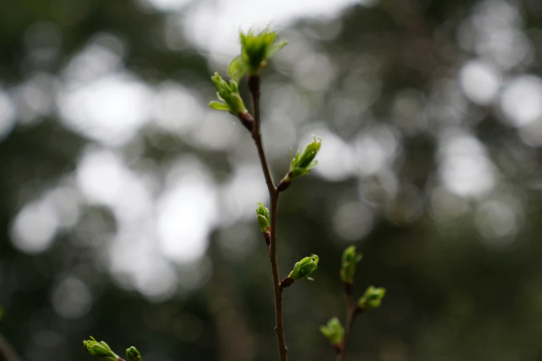 the small nch with green leaves is still standing on the tree