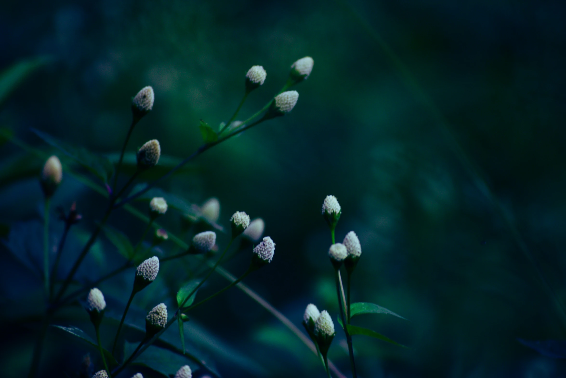 white flowers are growing on the nches of a tree