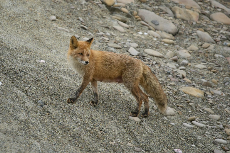 a small fox standing on top of a rocky hill