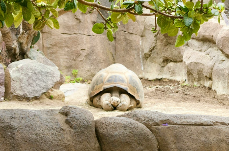 a large tortoise laying on top of a pile of rocks