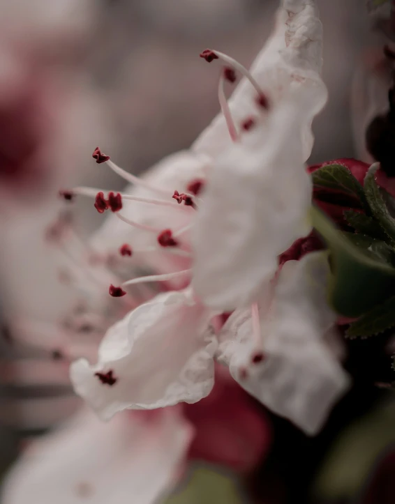 the back side of a flowering plant with flowers