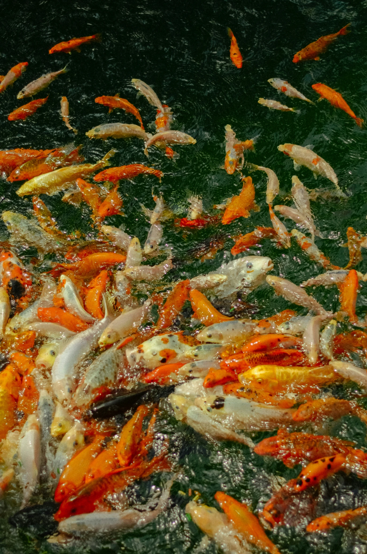 many small fish swimming in a large body of water