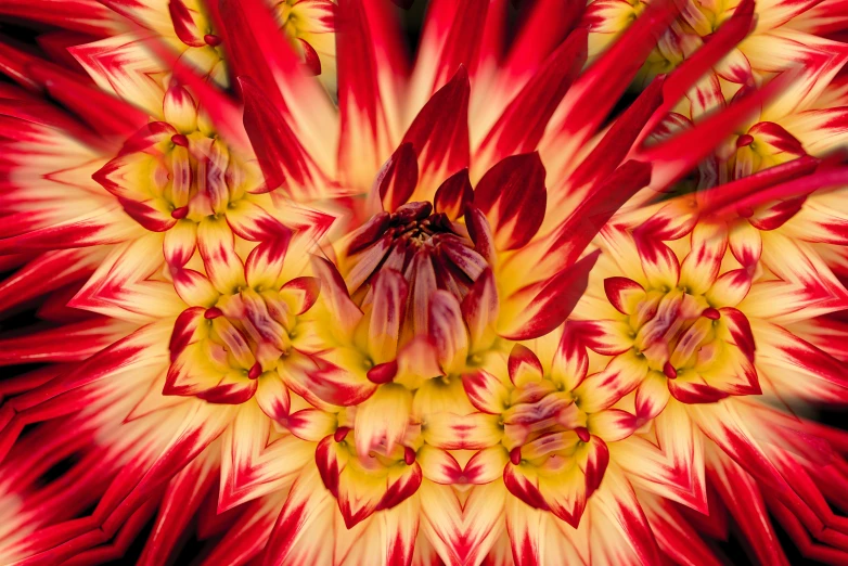 red and yellow flower with large petals in the center