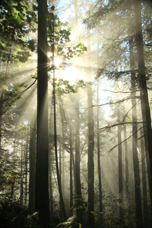 rays of light make their way through the misty woods