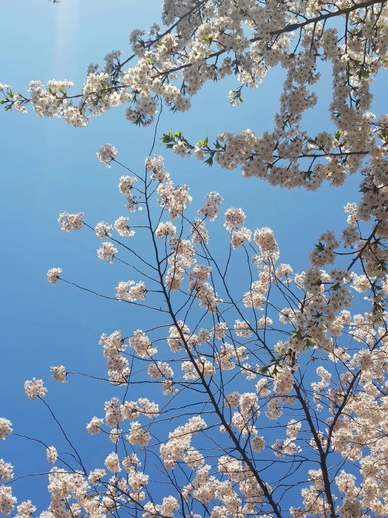 blossoming tree nches with pink flowers under a clear blue sky