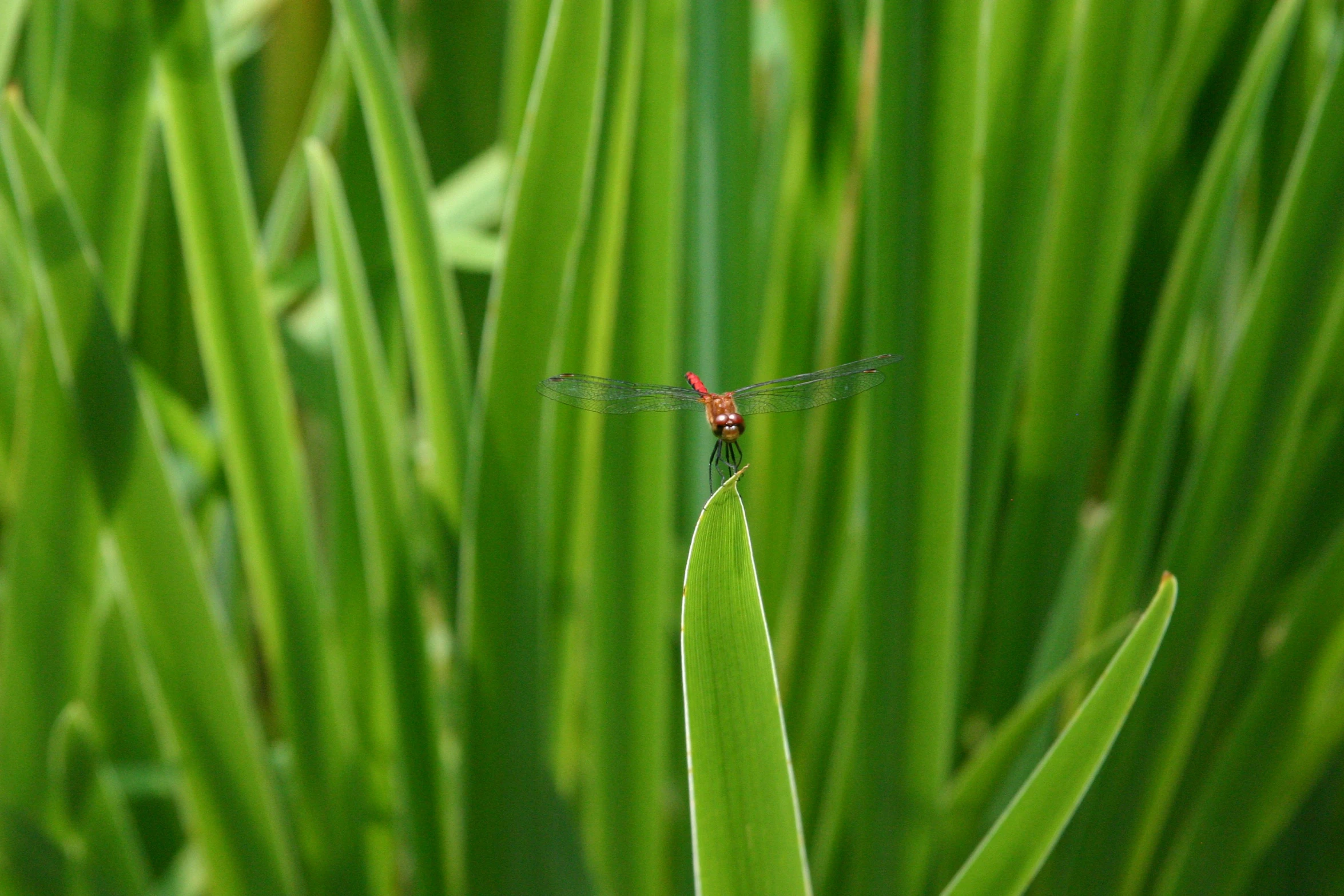 the insect is sitting on the edge of the leaf