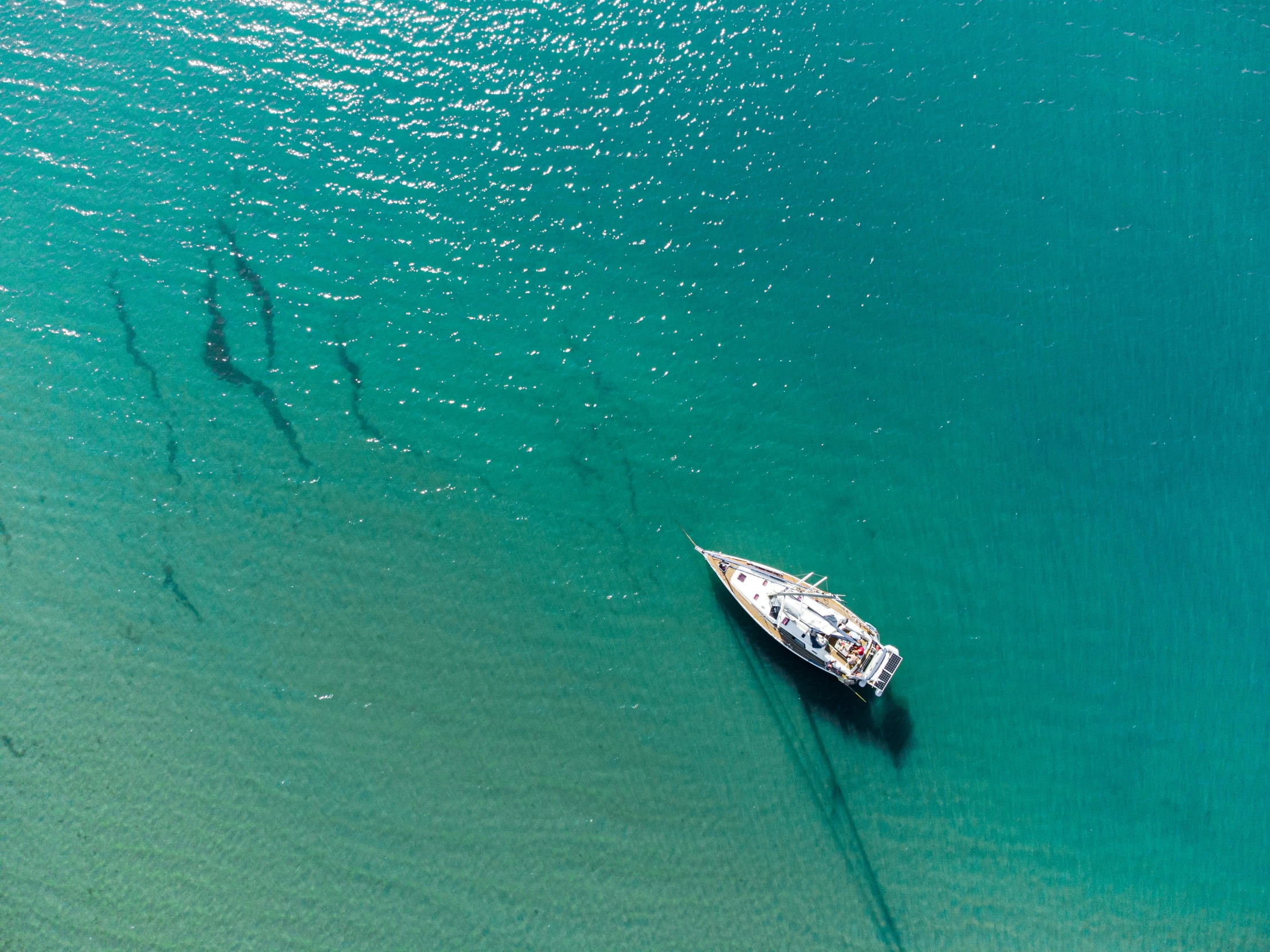 boat in the water with several birds swimming nearby