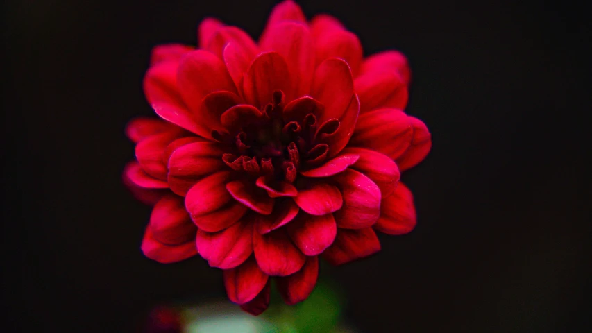 a large red flower in a green vase