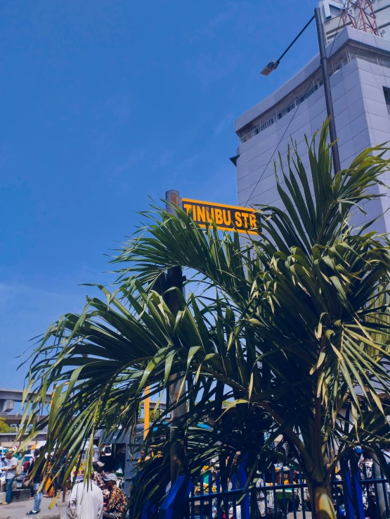 tall green palm tree with yellow and white sign that reads tambulu street