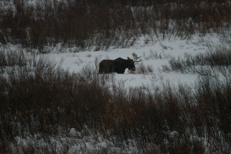 a black bear standing in the snow in a field