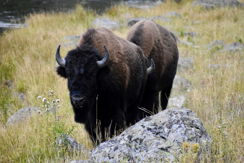 two buffalo walking together in an open field