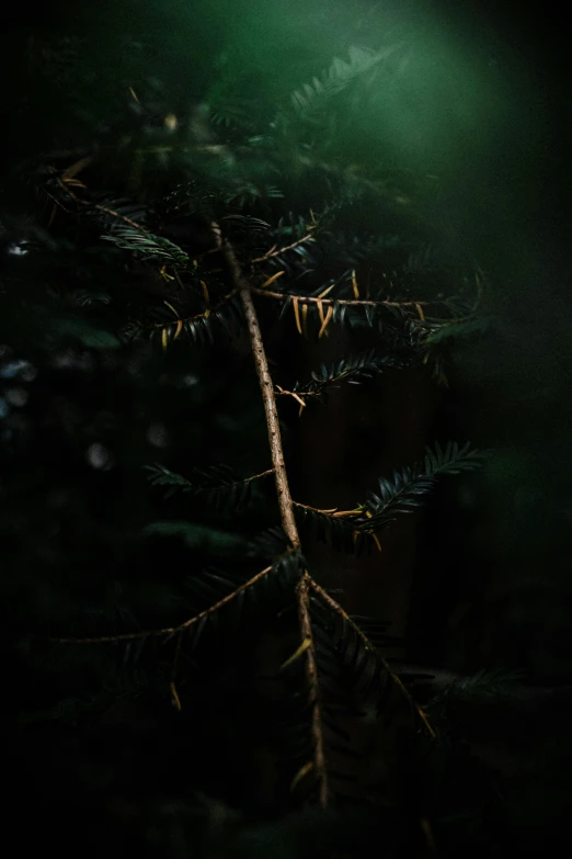 the green light from a spotlight is cast onto a pine tree nch