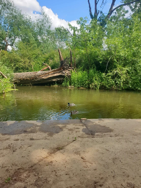 a body of water with small trees in the background