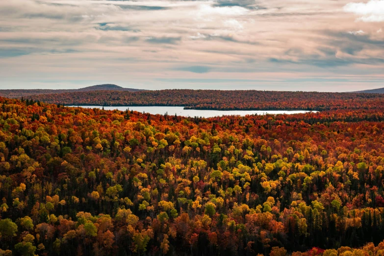 a forest covered in trees with a lake in the middle of it