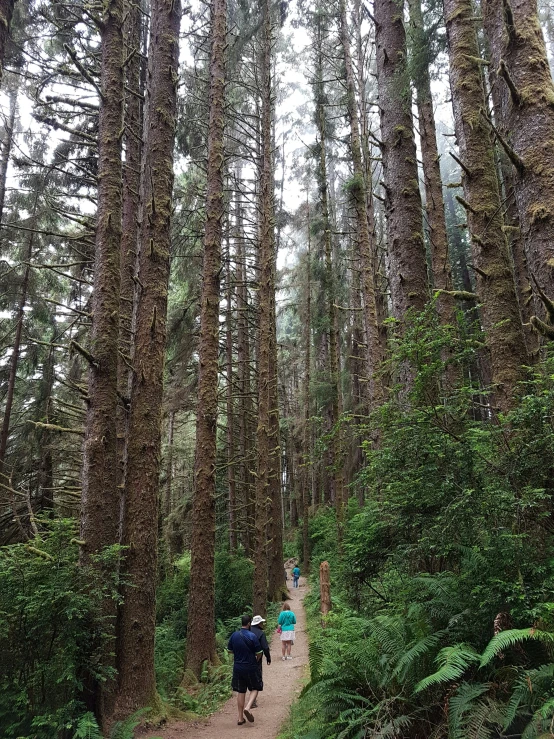 people hiking in the tall pines and evergreens