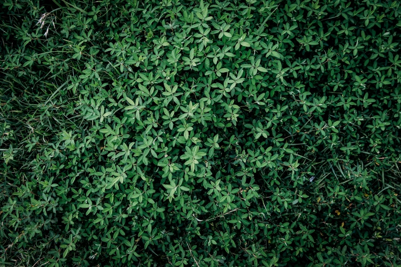 a close up image of a green plant with a thin bush of leaves