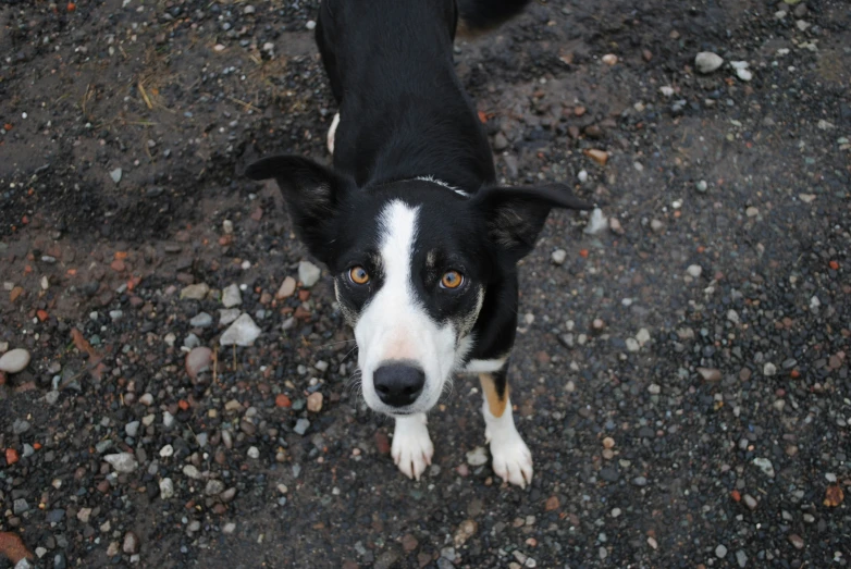 a black and white dog stands in the dirt