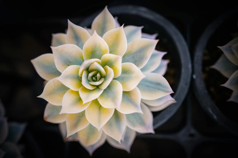 closeup po of white flower on green plant