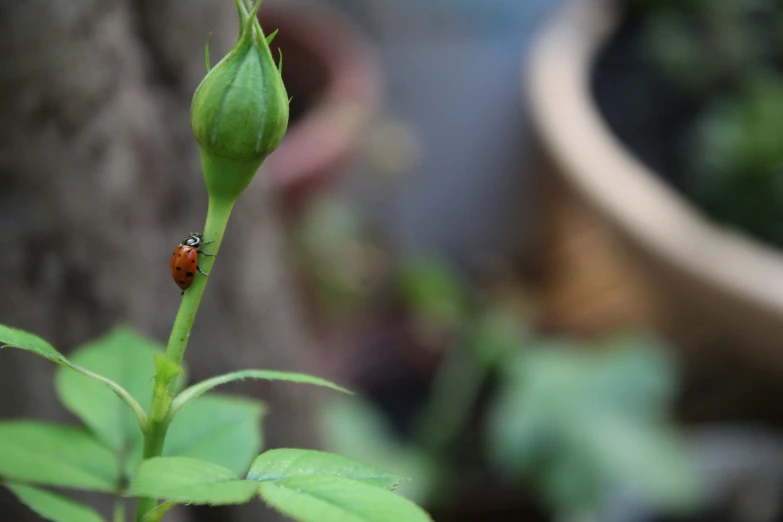 a small ladybug is sitting on a green leaf