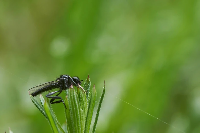 a bug on a leaf with the insect crawling