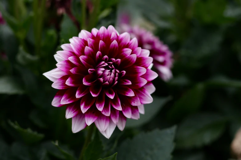 a big pink flower that is in the middle of a bush