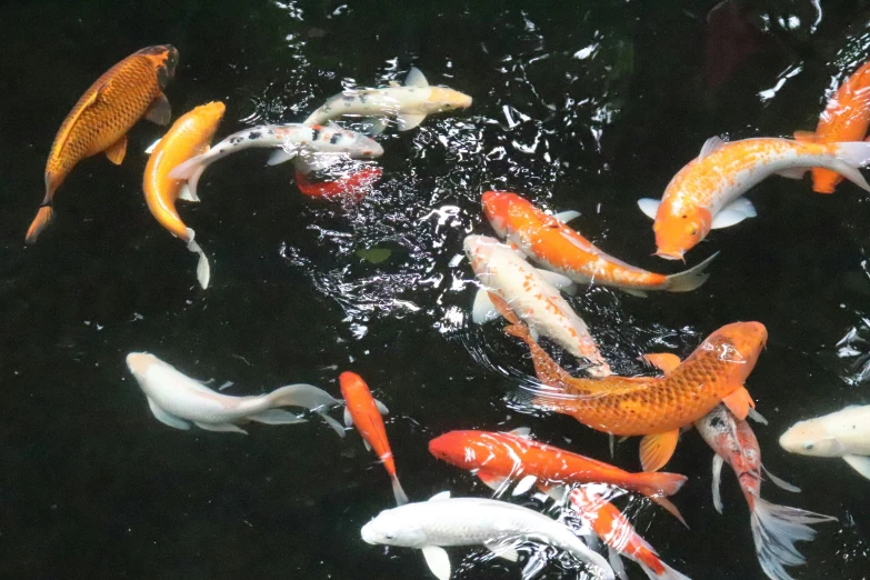 many different colors koi swimming in the water