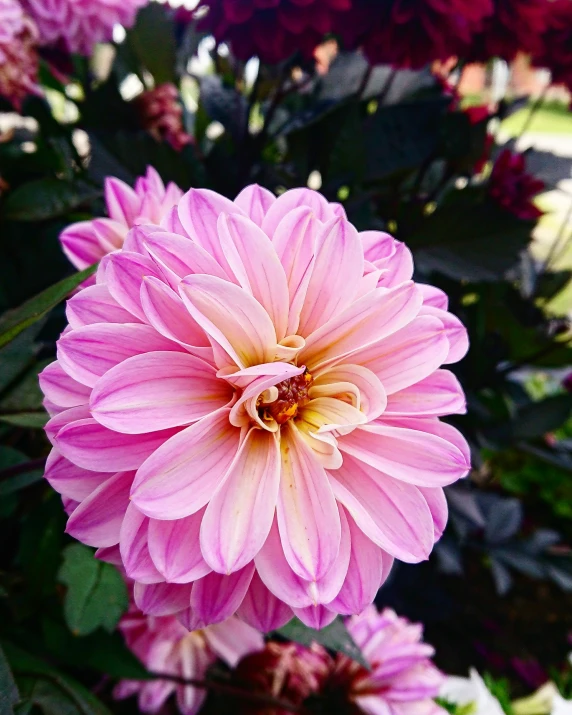 pink and yellow dahlia flowers in the sun