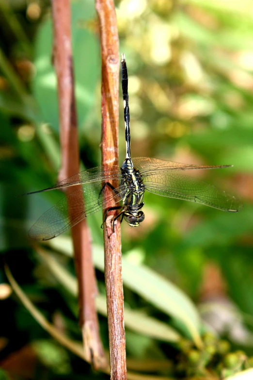 an insect with black and gray wings sitting on a twig