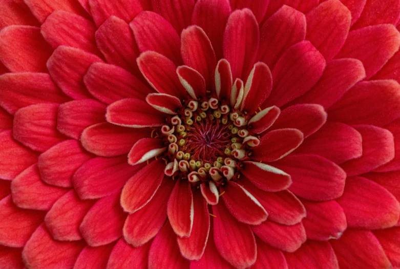 the center portion of a red flower that looks like it's turned upside down