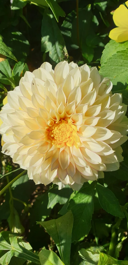 large white and yellow flower in the sun