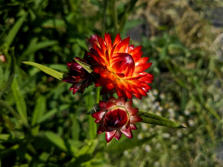 red and orange flowers are blooming on green grass
