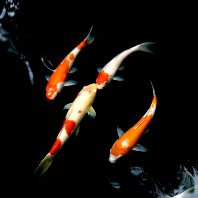 two orange and white koi fish in an aquarium