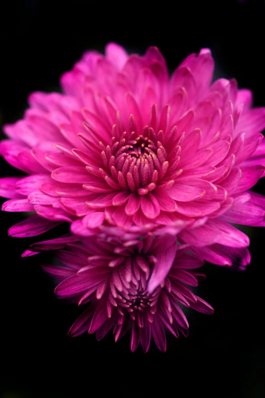 this is an image of a purple flower