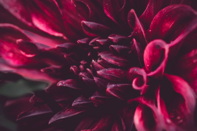 this close up s of the inside of a large, pink, flower