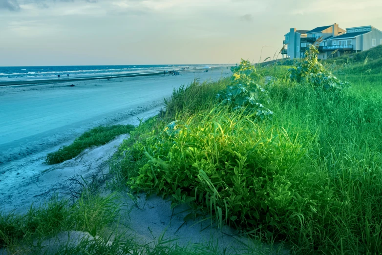 a beach with plants growing on the side of it