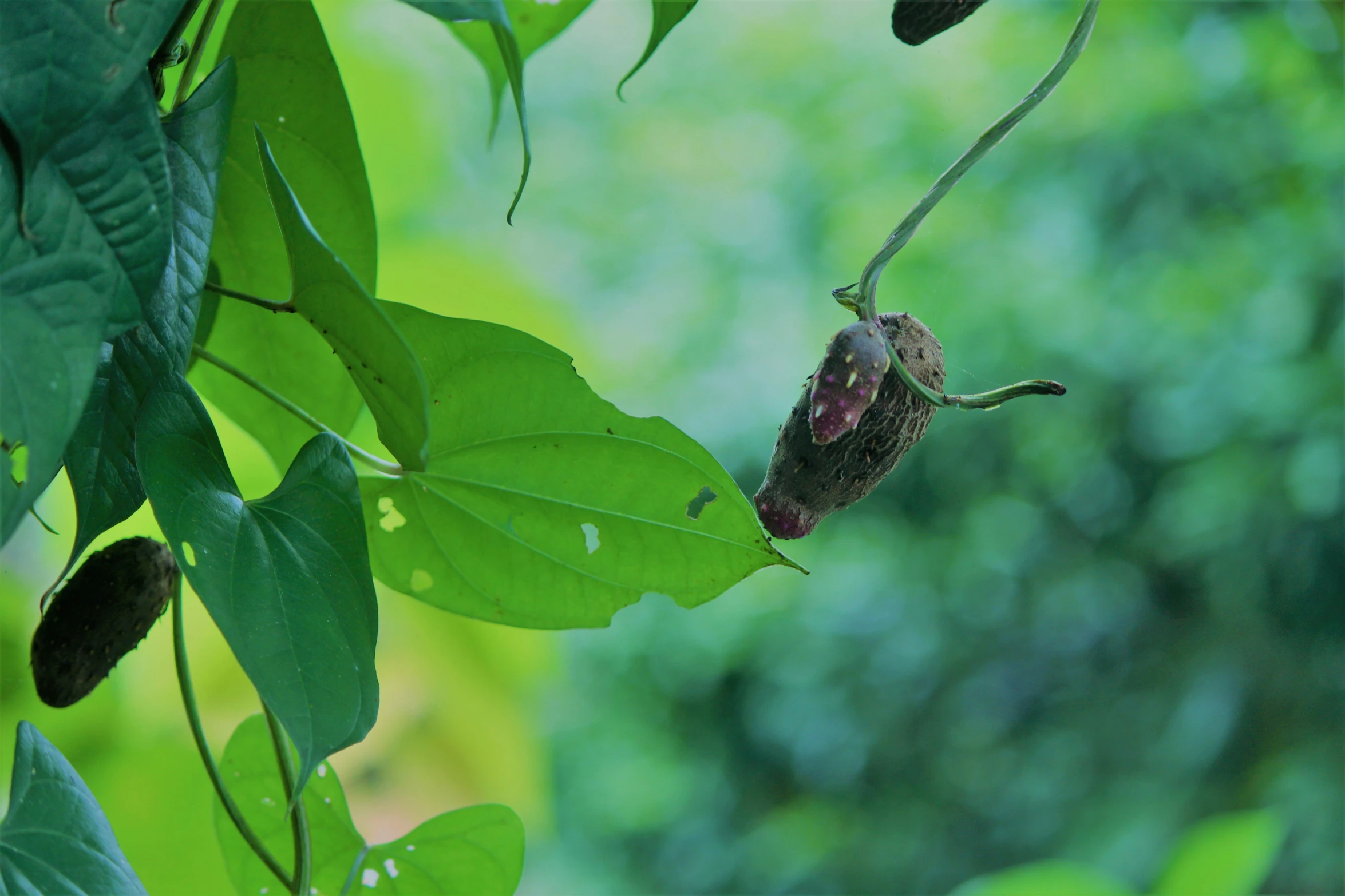 a small insect hanging on a green leafy tree