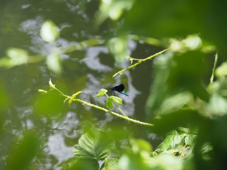 a bird is sitting on a thin twig in the water