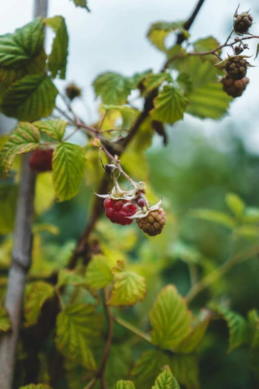 a nch with green leaves and red berries growing on it