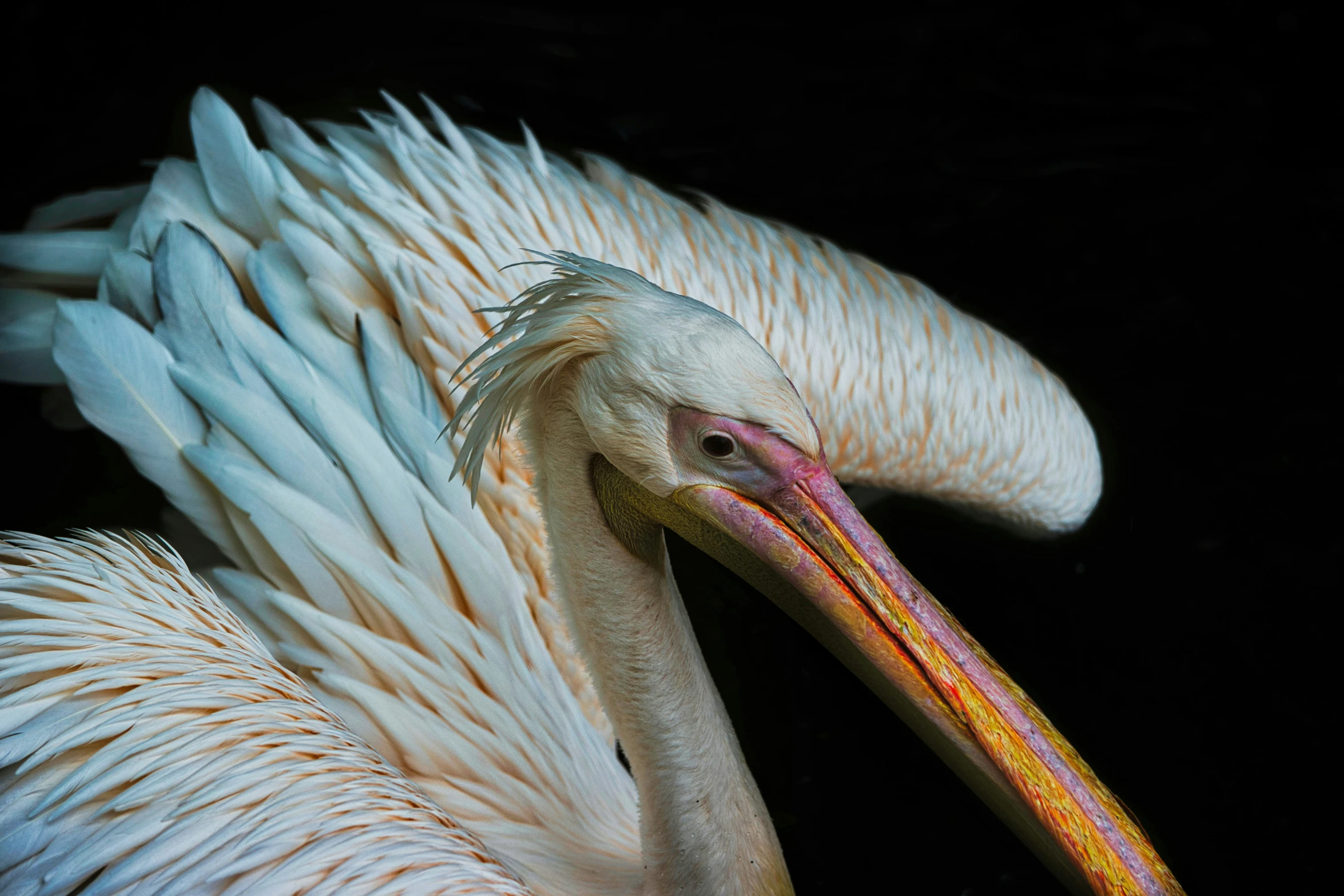 a close up s of the head and neck of a large white bird