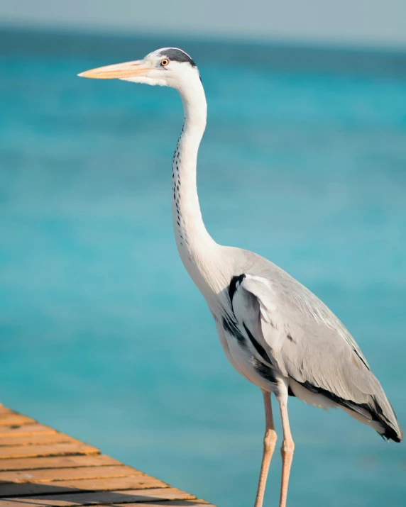 a bird standing on top of a wooden pier